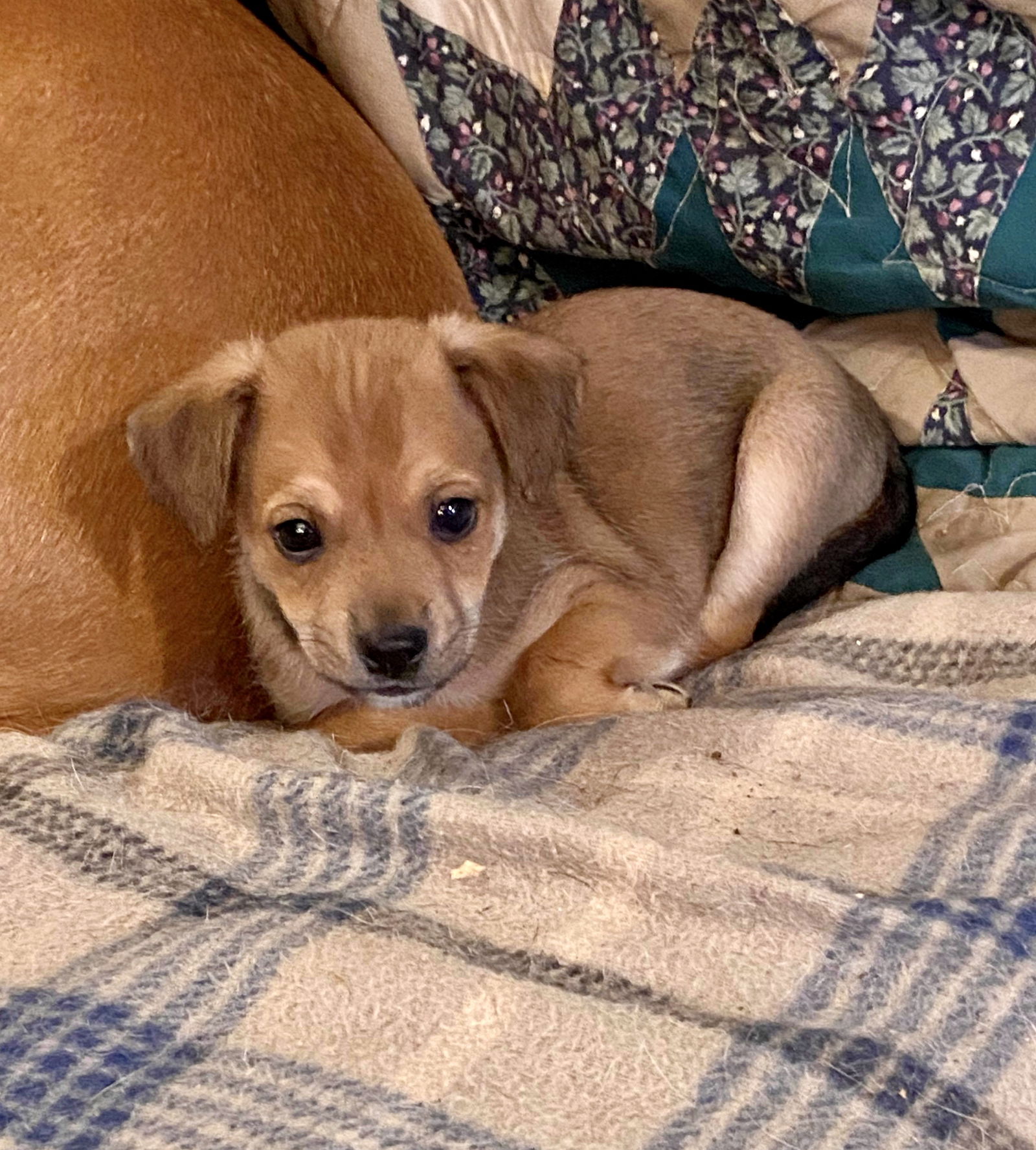 Andy's shop puppy cone