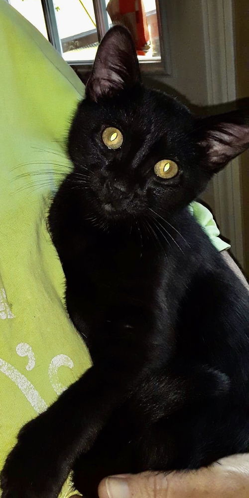 Coal (Mr BKM)