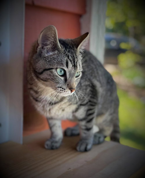 Photo 4 of Harriet