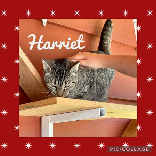 Photo 3 of Harriet
