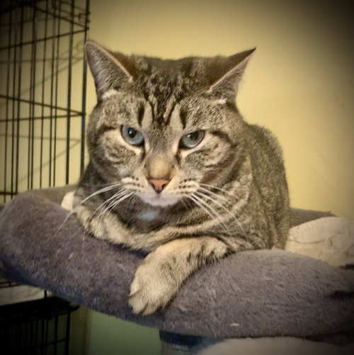 Harriet, a cat for adoption from Piedmont Pound Paws, Inc.