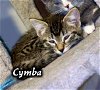 Cymba (Gray Tab)(Female)