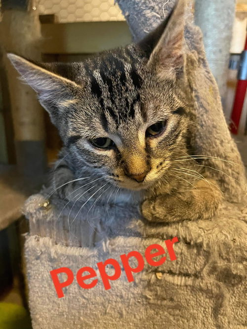 Pepper (M)