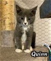 **Quinn (F)