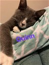 Quinn (F)