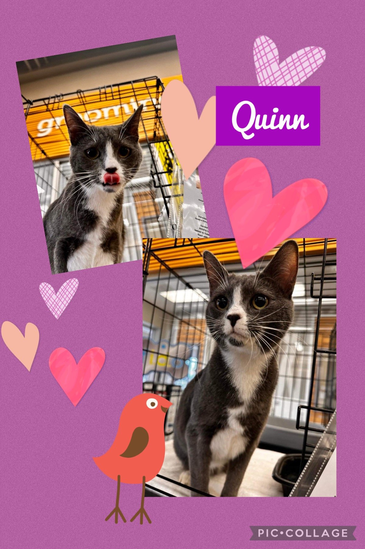 adoptable Cat in Piedmont, MO named Quinn (F)
