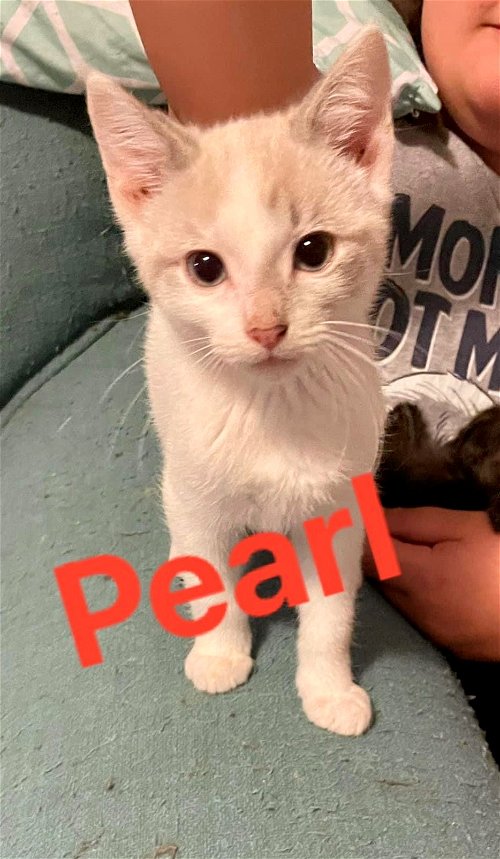 Pearl (F)