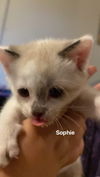 Sophie (Female)