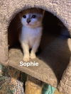 Sophie (Female)