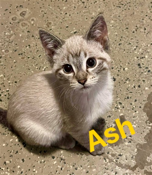 Ash (Female)