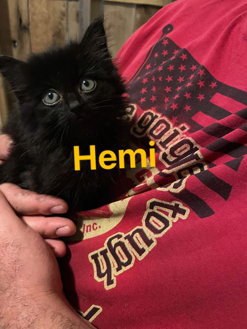 Hemi (M)