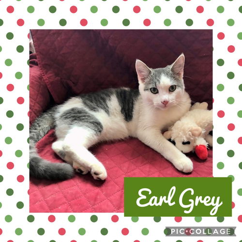 Earl Grey (M)