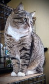 Dunkin’ (Tabby w/4 wht paws-M) - Photo 1