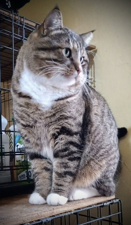 DUNKIN’ (TABBY W/4 WHT PAWS-M) - Domestic Short Hair / Tabby available for adoption