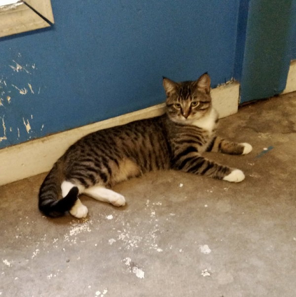 Dunkin’ (Tabby w/4 wht paws-M)