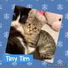 Tiny Tim