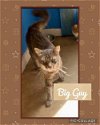 Big Guy (Fluffy Gray & Tabby-M)