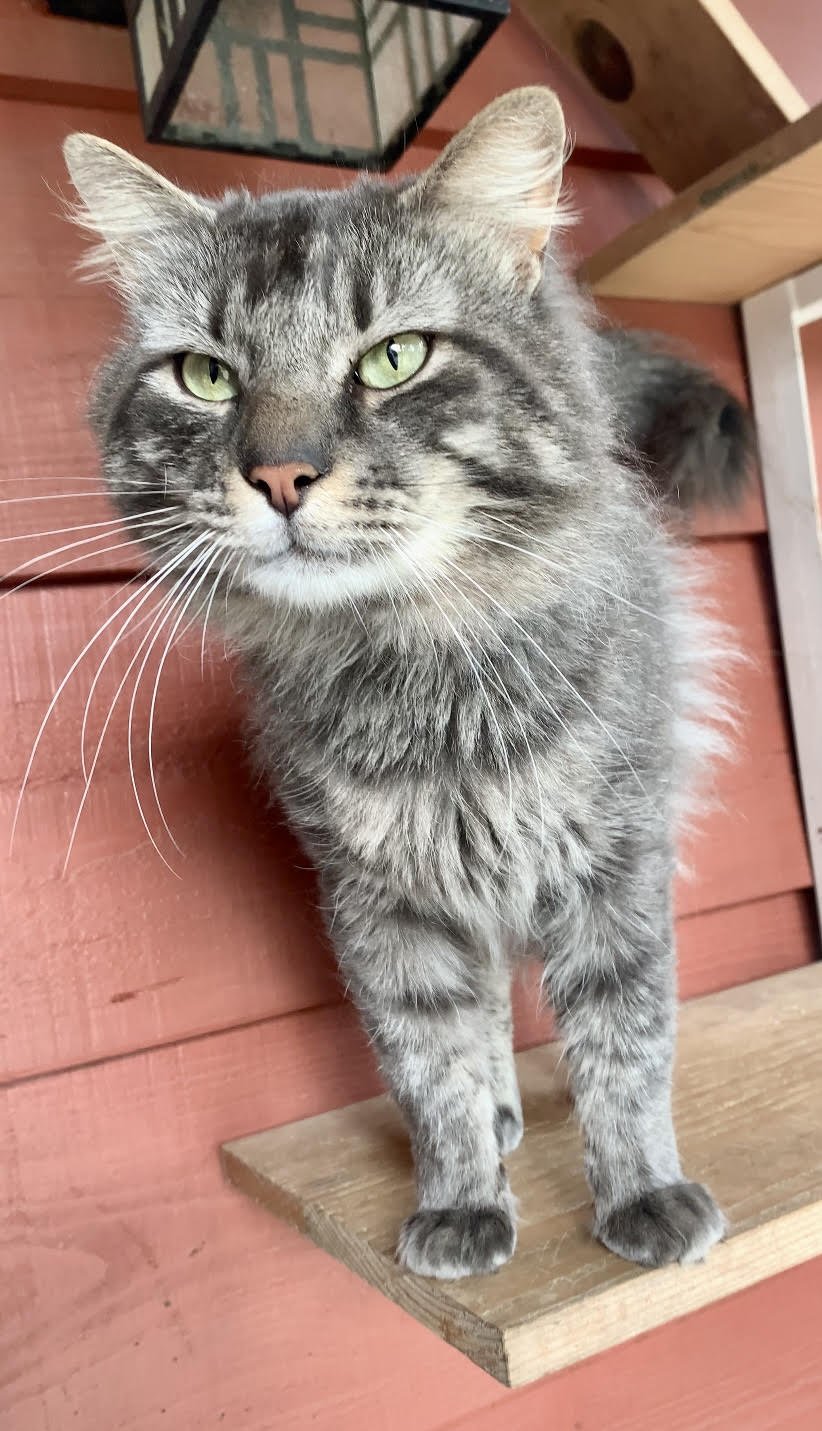 adoptable Cat in Piedmont, MO named Big Guy (Fluffy Gray & Tabby-M)
