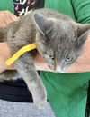 Delmar (yellow collar #3)