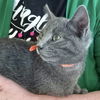 Everett (orange collar)