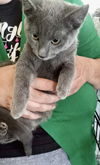 Pete (green collar)