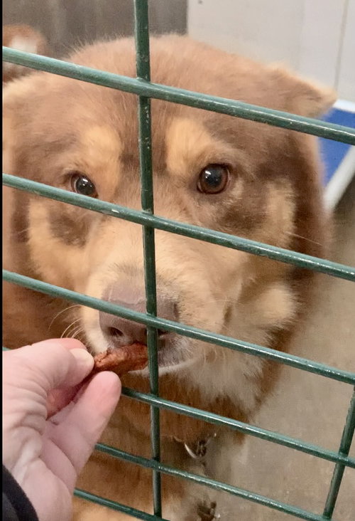 Photo of Rusty