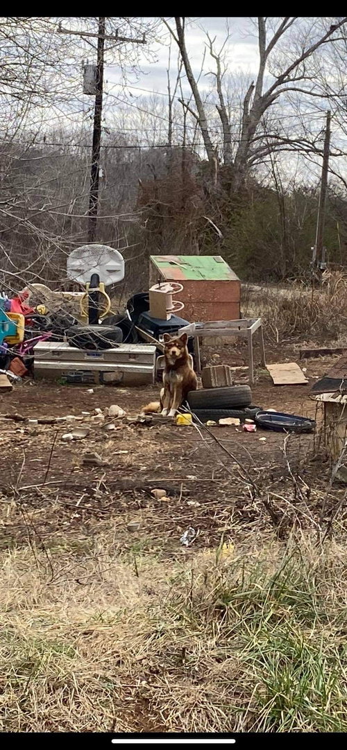 Photo of Rusty