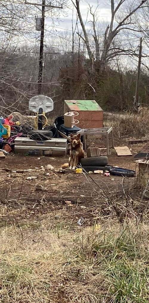 Photo of Rusty