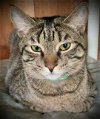 adoptable Cat in piedmont, MO named Zeeria (Green Collar)