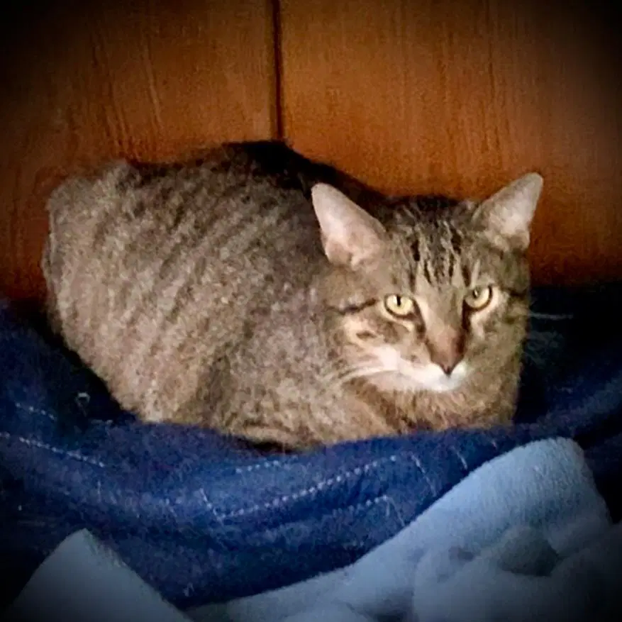 Zonk Tan  Black Tabby image 2