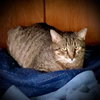 Zonk (Tan & Black Tabby) - Photo 2