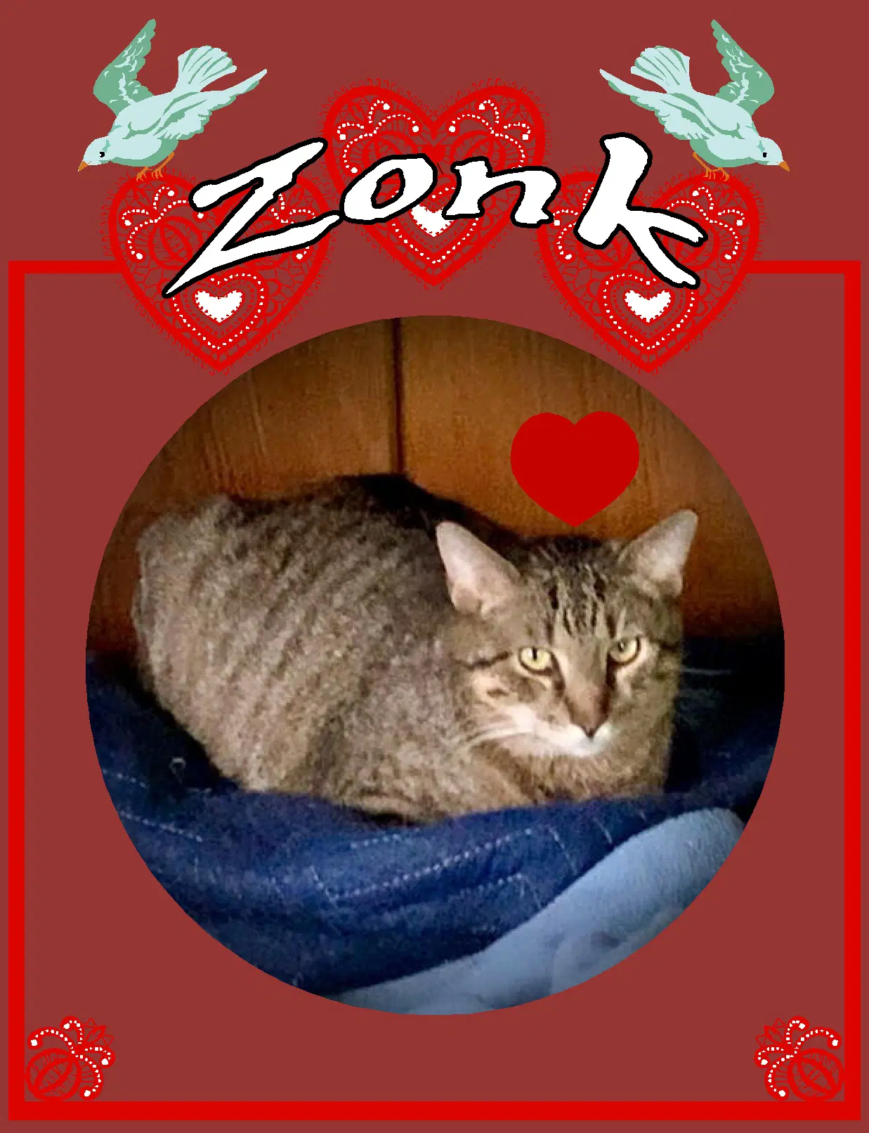Zonk Tan  Black Tabby - Tabby