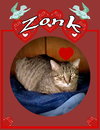 Zonk (Tan & Black Tabby) - Photo 1