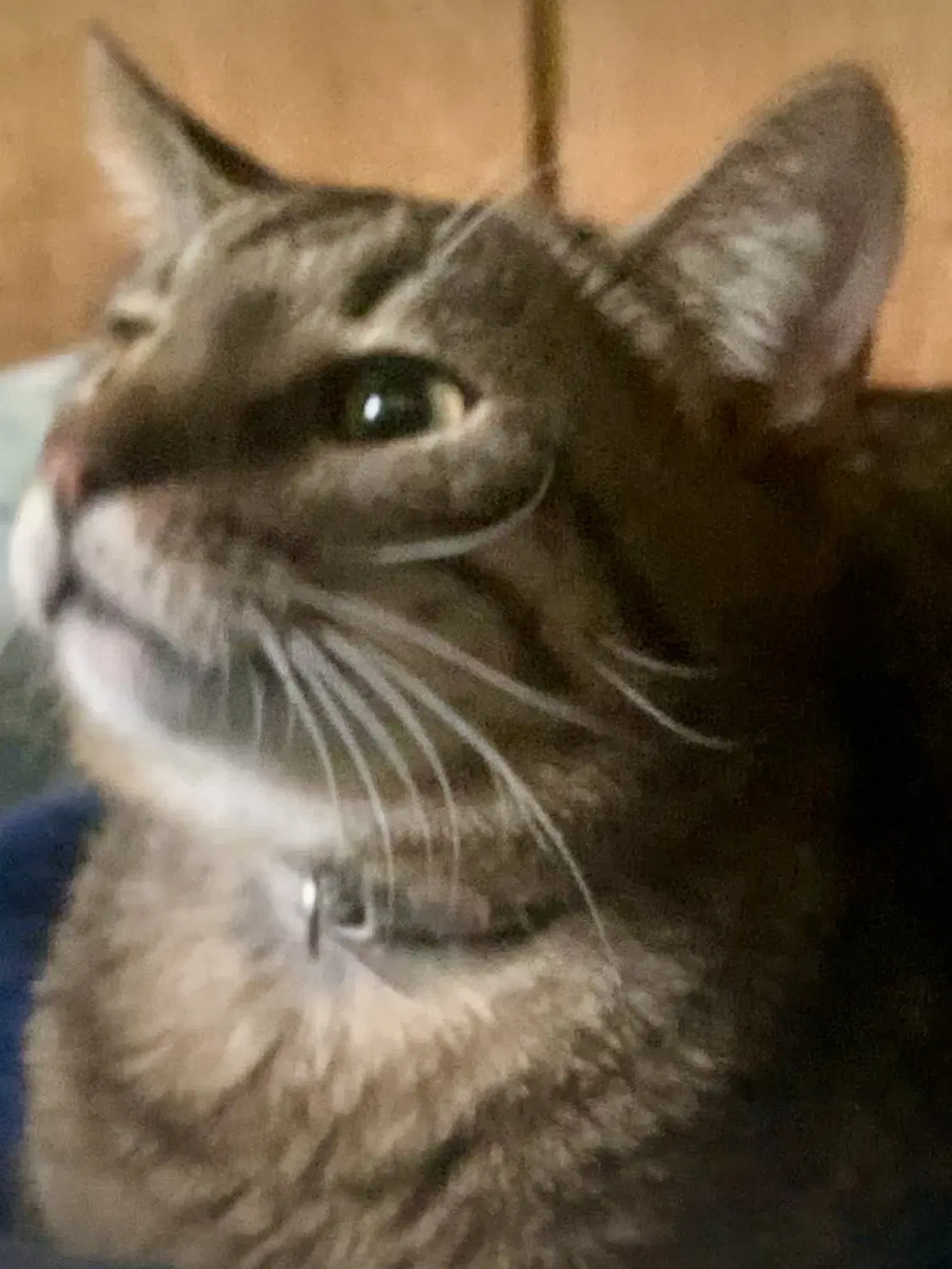 Zonk Tan  Black Tabby image 3