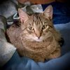 adoptable Cat in piedmont, MO named Zera (Light Pink Collar)