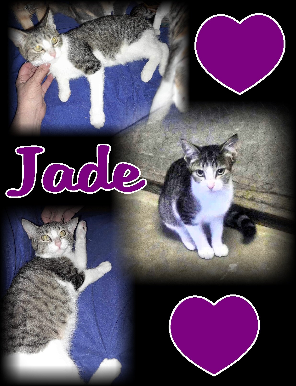 adoptable Cat in Piedmont, MO named Jade (AKA Flint)