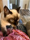 adoptable Cat in piedmont, MO named Jazzy AKA Jasmine