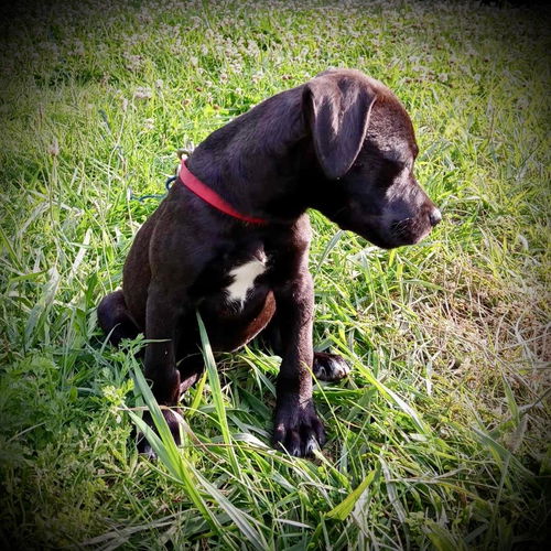 Athena Red Collar Female Puppy