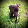 Athena Red Collar Female Puppy