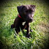 Athena Red Collar Female Puppy