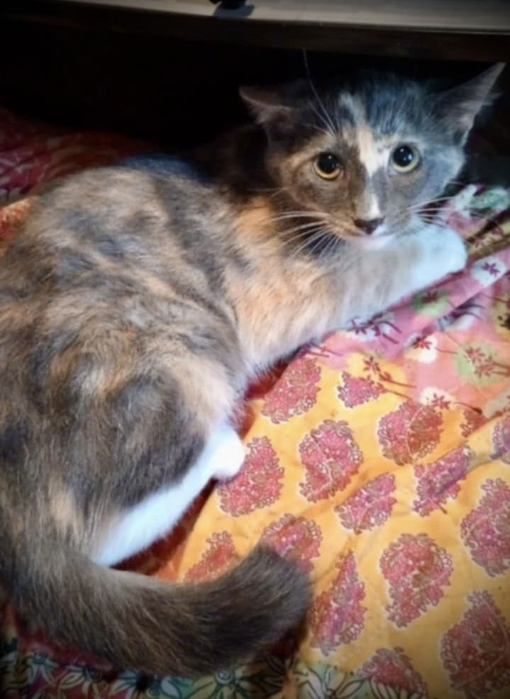 adoptable Cat in Piedmont, MO named Wendy (Kitten 2)