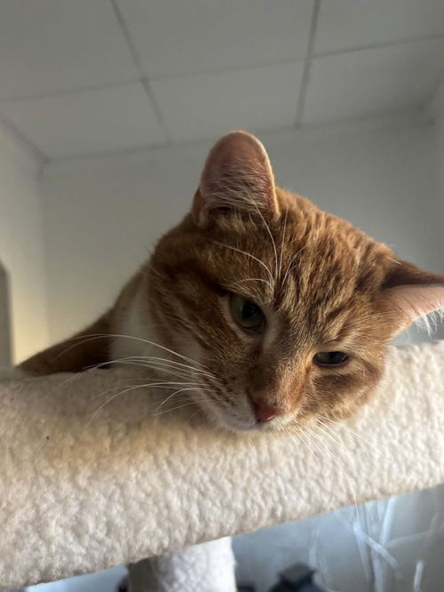 picture of the cat needing adoption