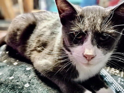 MATEO - Tuxedo available for adoption