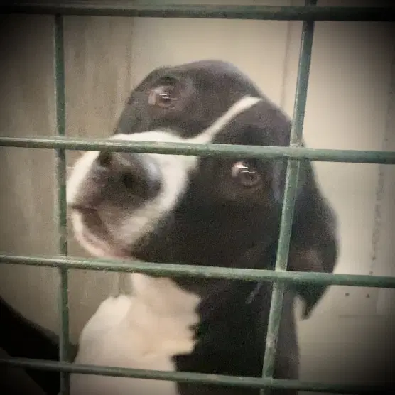 Charlie image 2