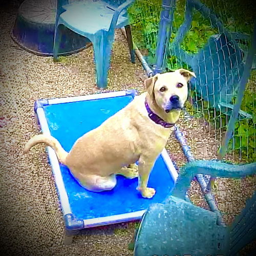 picture of the dog needing adoption