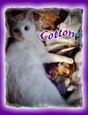 *Cotton  (Preview)