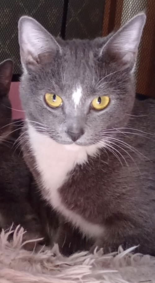 picture of the cat needing adoption