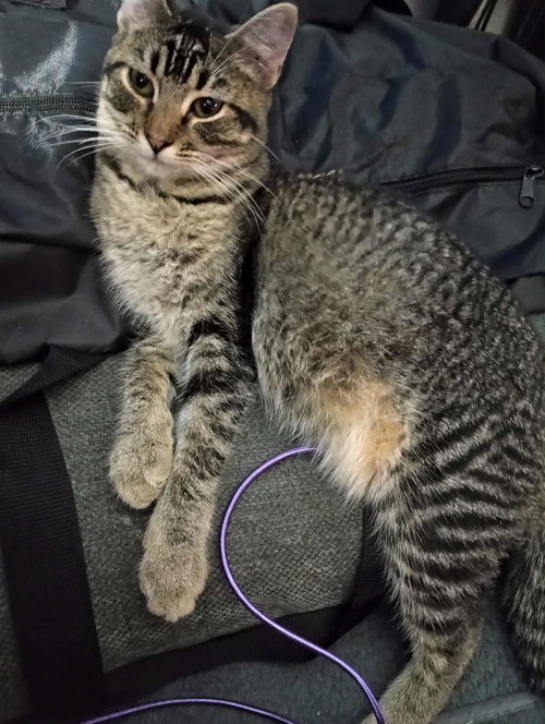 JOANIE - Tabby available for adoption