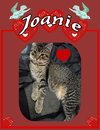 Joanie - Photo 1