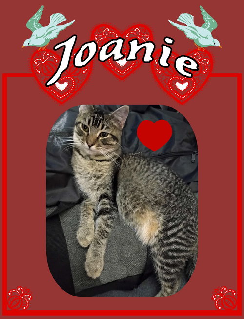 JOANIE - Tabby available for adoption